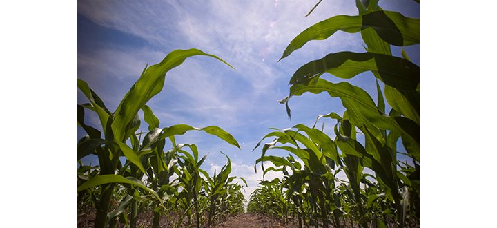 A learner is like a maize field